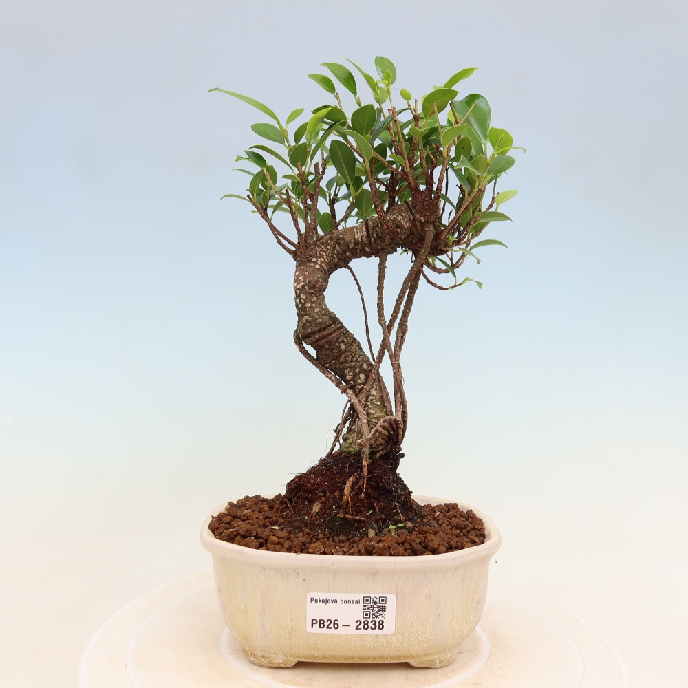 Camera bonsai - Ficus kimmen - ficus a foglie piccole