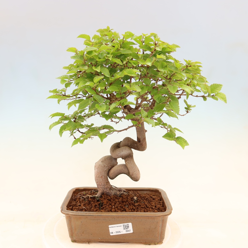 Bonsai da esterno -Carpinus Coreana - Carpino coreano