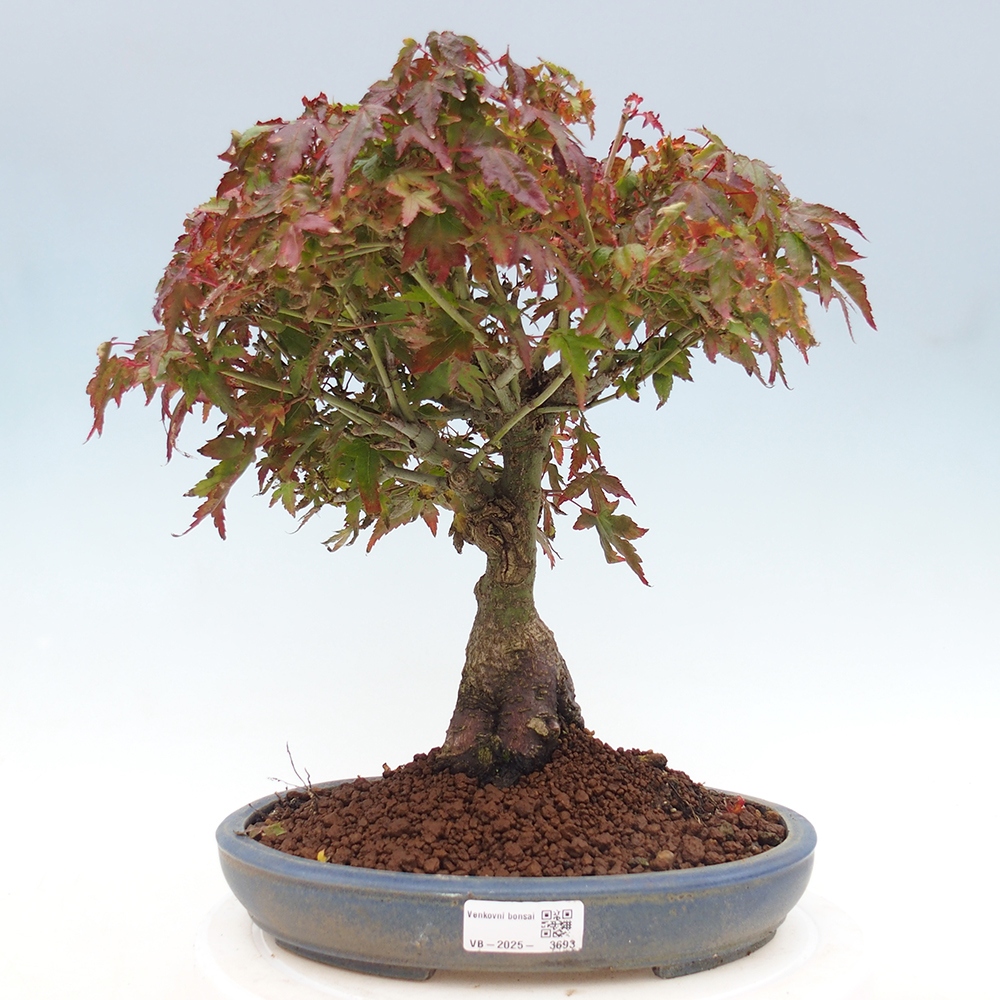 Acer palmatum KIOHIME - Acero palmato