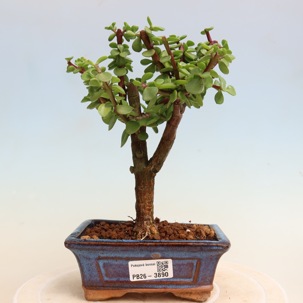 Camera bonsai - Portulakaria Afra - Tlustice