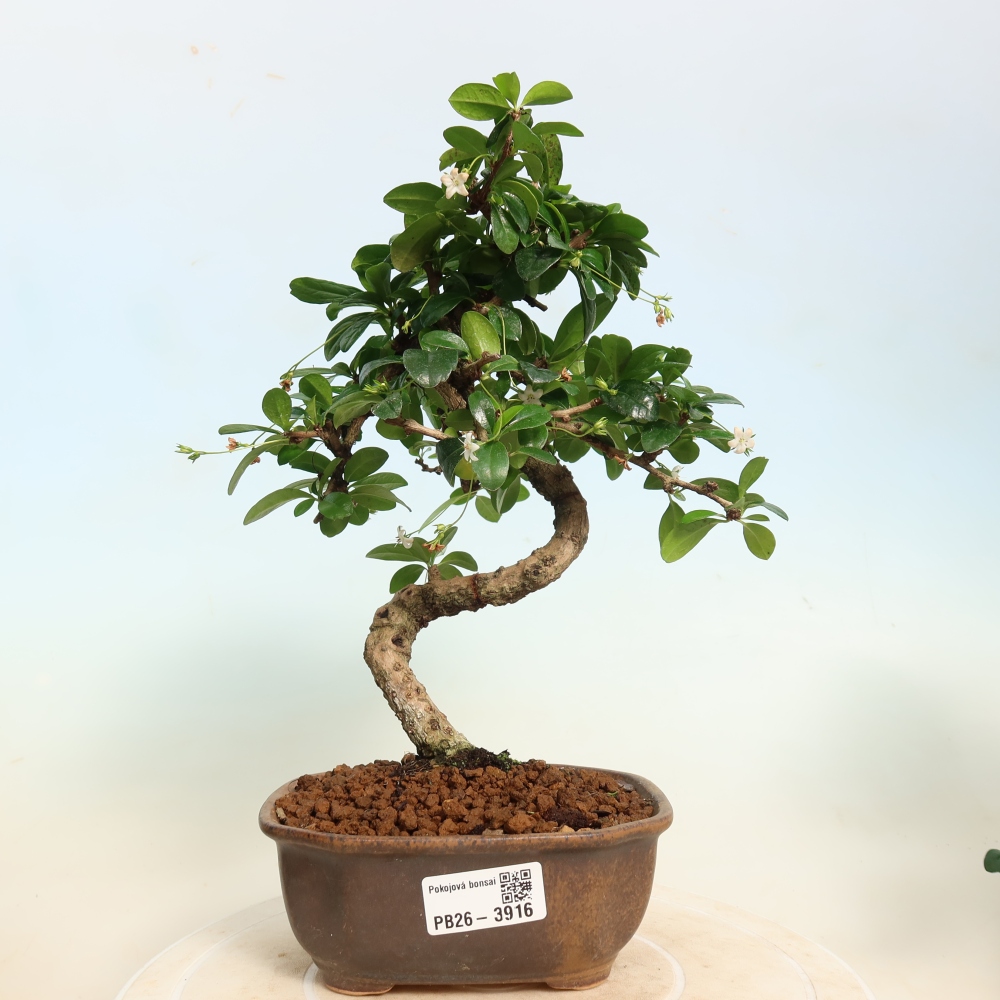 Camera bonsai - Carmona macrophylla - Tea fuki