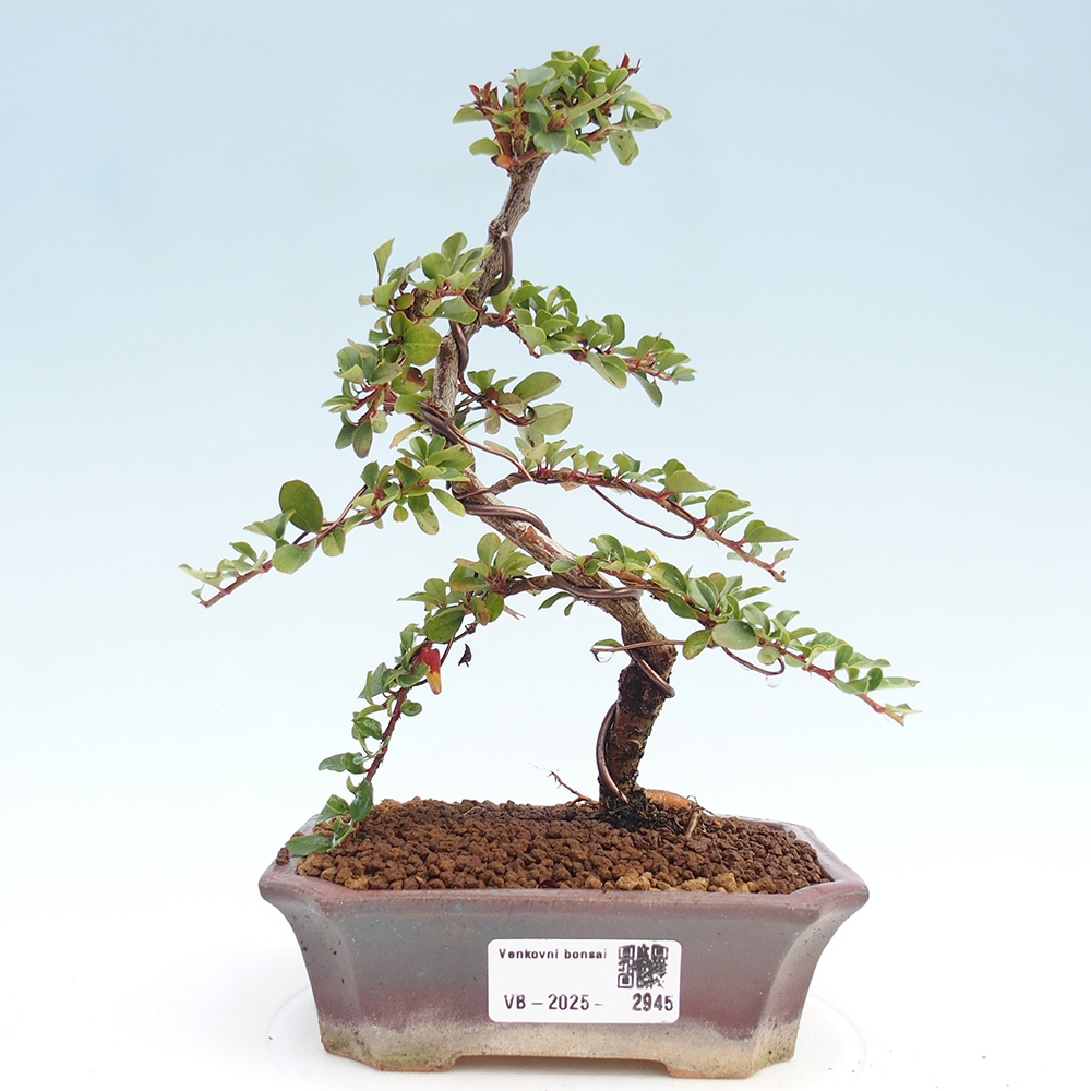 Bonsai da esterno - Cotoneaster horizontalis - Rocky Mountain