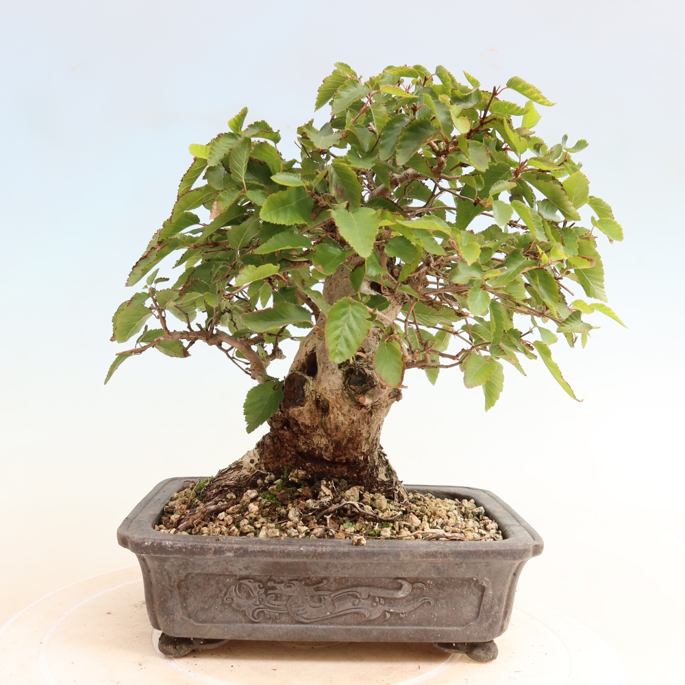 Bonsai da esterno -Carpinus CARPINOIDES - Carpino coreano