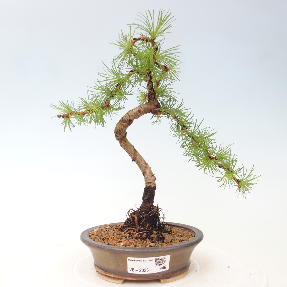 Bonsai da esterno - Larix Kaempferi - Larice giapponese