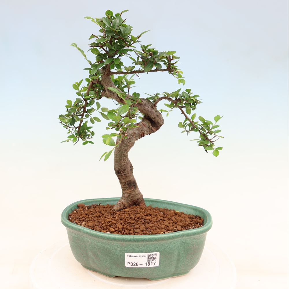 Camera bonsai - Ulmus parvifolia - Olmo a foglie piccole