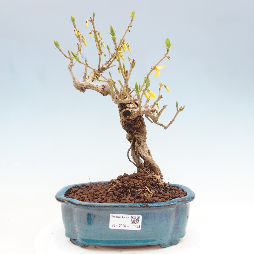 Bonsai da esterno - Zlatice - Forsythia koreana
