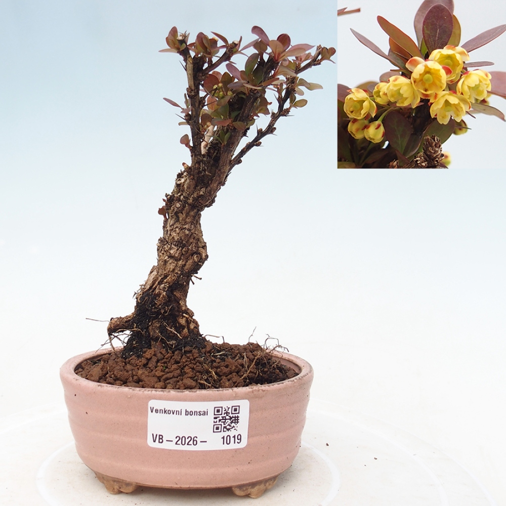 Bonsai da esterno - Berberis Thunbergii Bagatelle