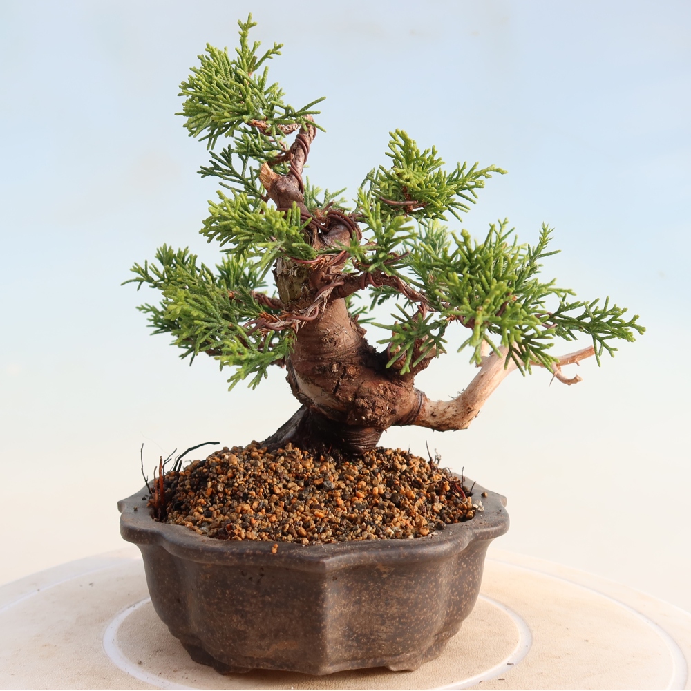 Bonsai da esterno - Juniperus chinensis Itoigawa