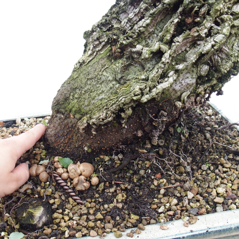 bonsai da esterno Quercus suber - Quercia da sughero
