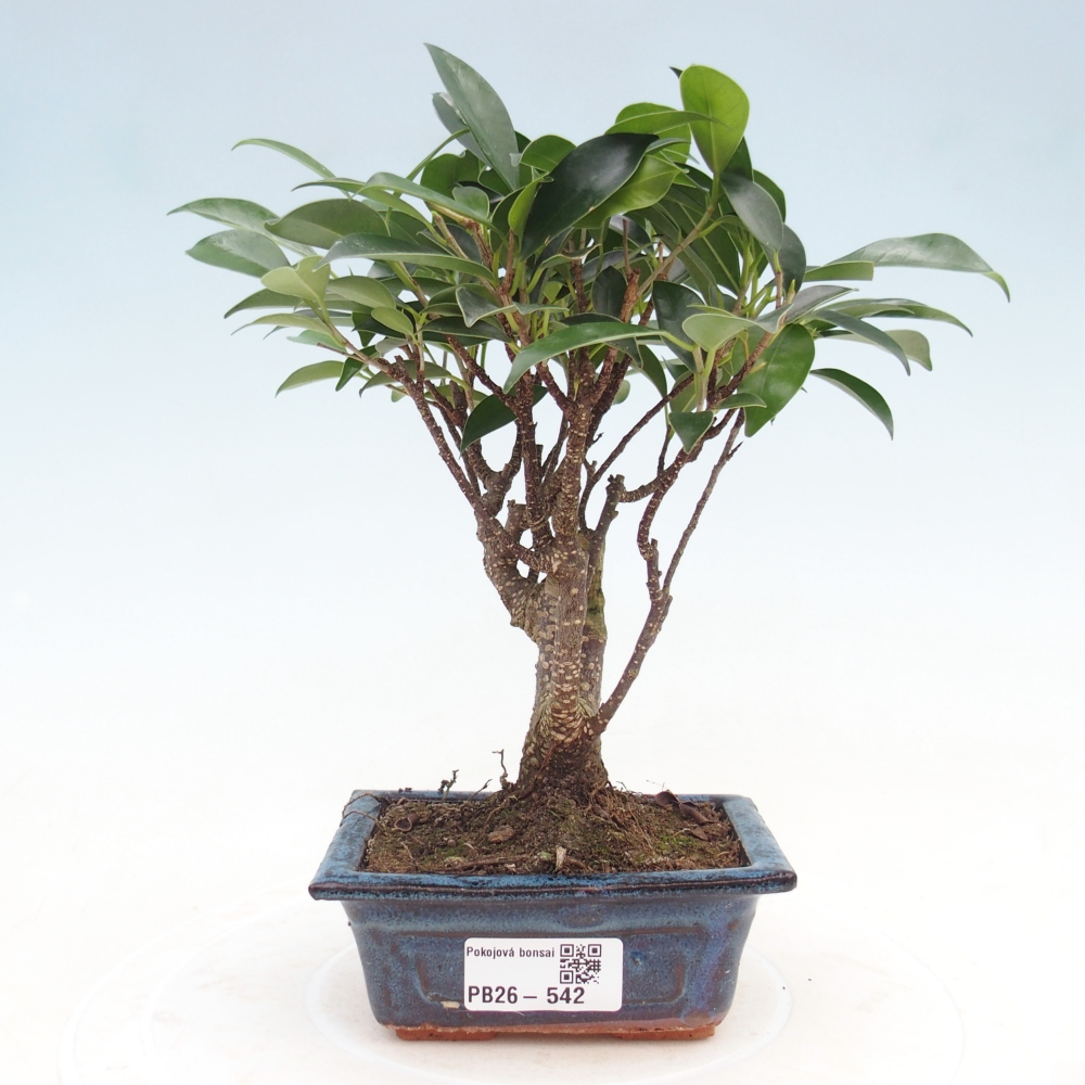 Camera bonsai Ficus retusa kimmen
