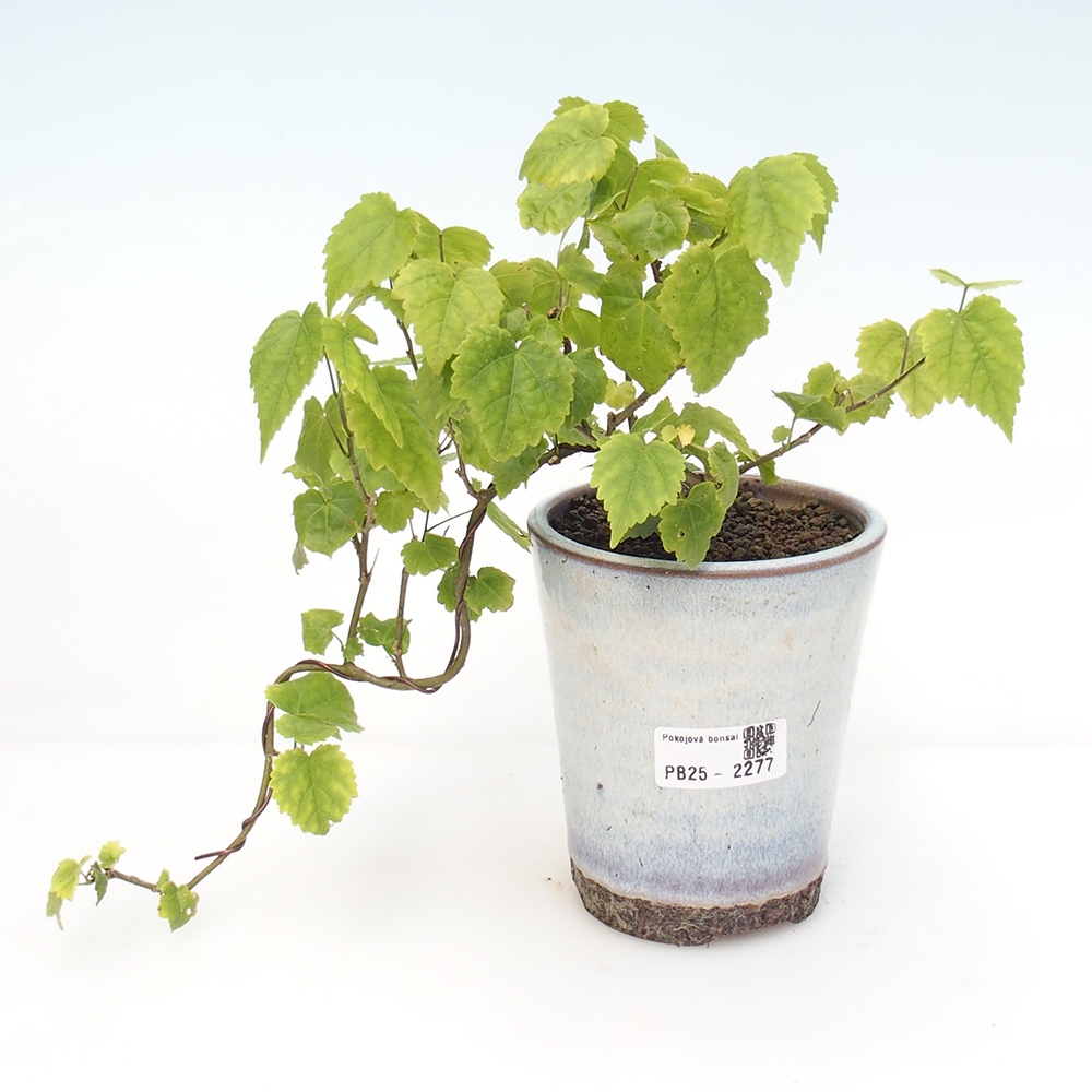 Bonsai da interno - Abutilon Big Bell - Cloudberry