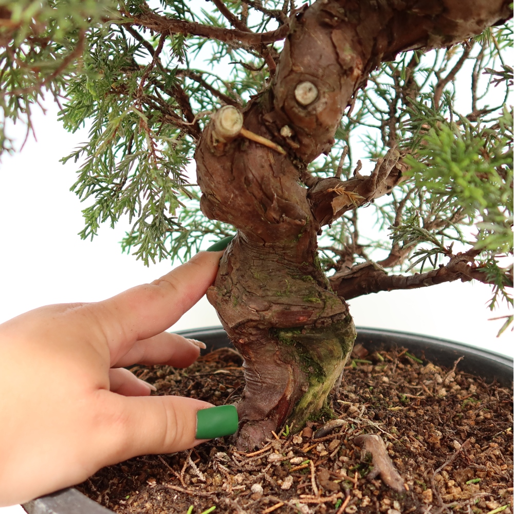 Bonsai da esterno - Juniperus chinensis Itoigawa-Juniperus chinensis