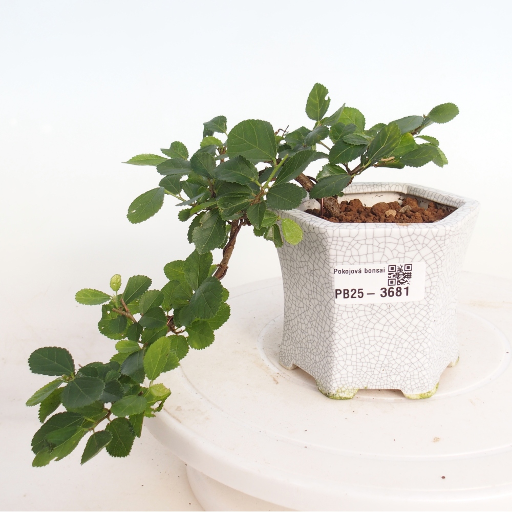 Bonsai da interno - Grewia occidentalis - Stella marina della lavanda