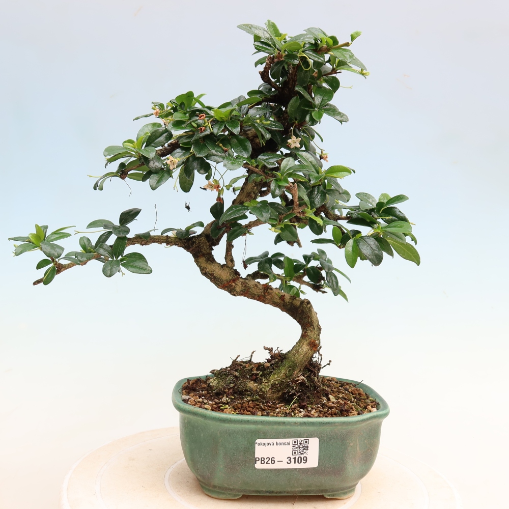 Camera bonsai - Carmona macrophylla - Tea fuki