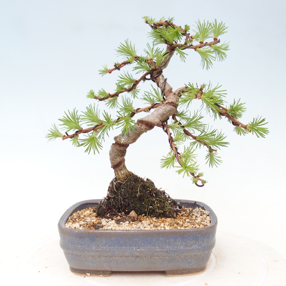 Bonsai da esterno - Larix Kaempferi - Larice giapponese