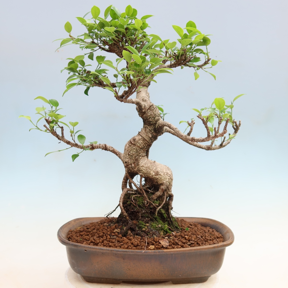 Camera bonsai - Ficus kimmen - ficus a foglie piccole