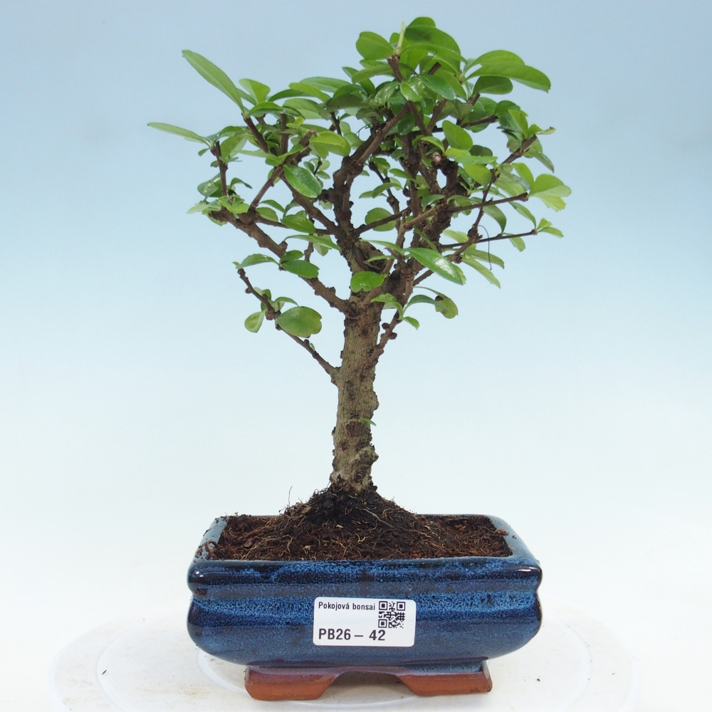 Camera bonsai - Carmona macrophylla - Tea fuki