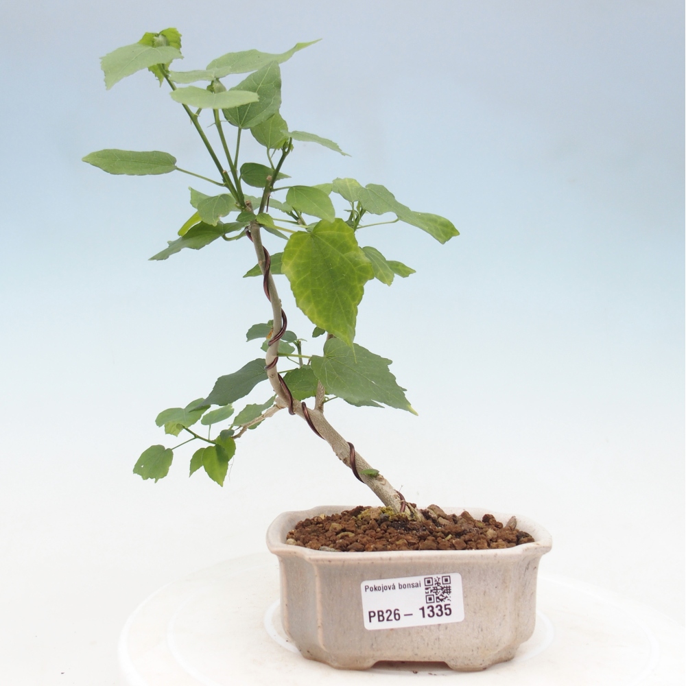 Bonsai da interno - Malvaviscus arboreus