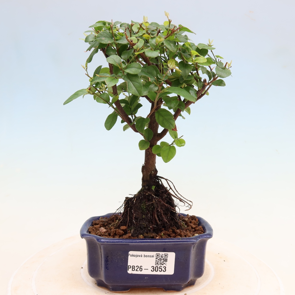 Camera bonsai - Sageretia thea - Sageretia thea