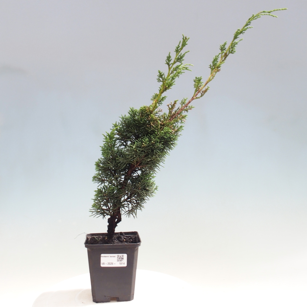 Bonsai da esterno - Juniperus chinensis Kishu