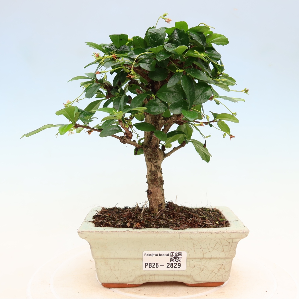 Camera bonsai - Carmona macrophylla - Tea fuki