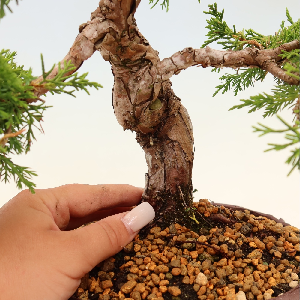 Bonsai da esterno - Juniperus chinensis Itoigawa