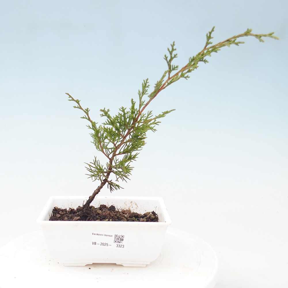 Bonsai da esterno - Juniperus chinensis Itoigawa