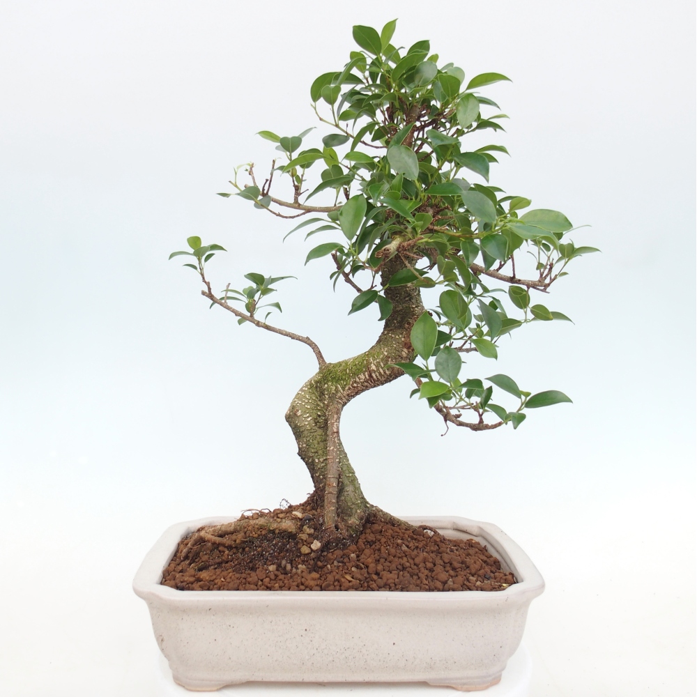 Camera bonsai - Ficus kimmen - ficus a foglie piccole