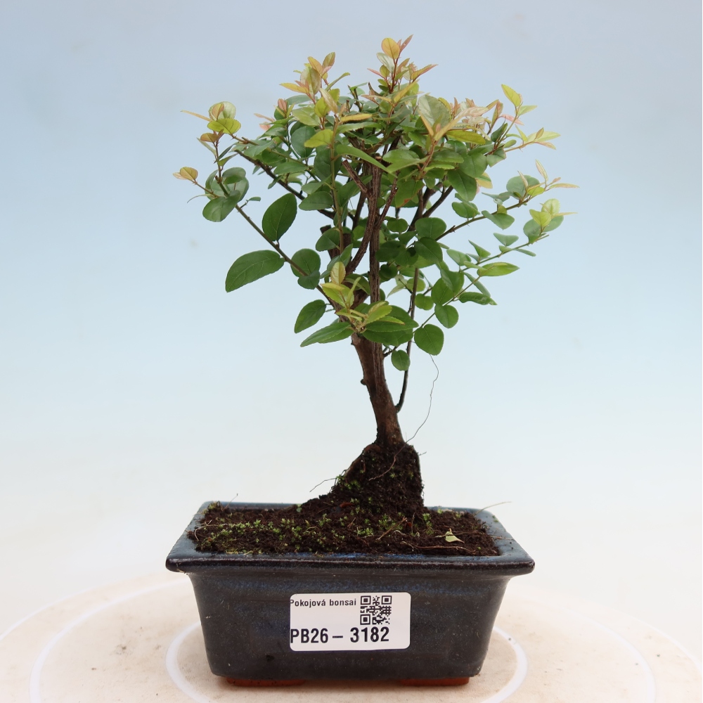 Camera bonsai - Sageretia thea - Sageretia thea