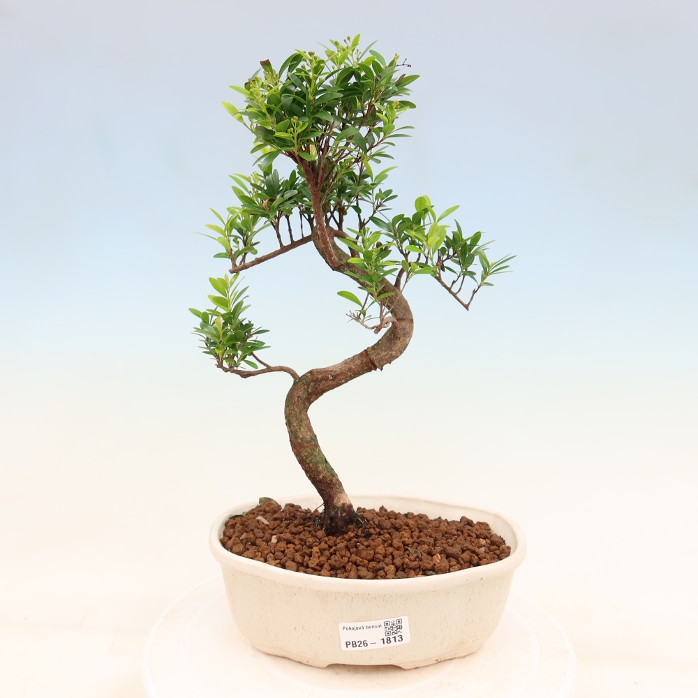 Camera bonsai - Syzygium - Pimento