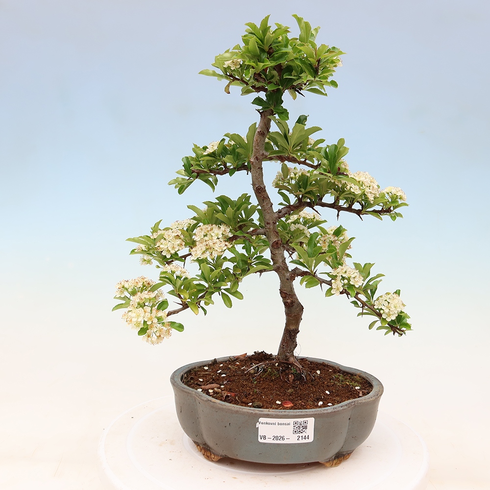 Bonsai da esterno - Pyracantha teton - Pyracantha scarlatta