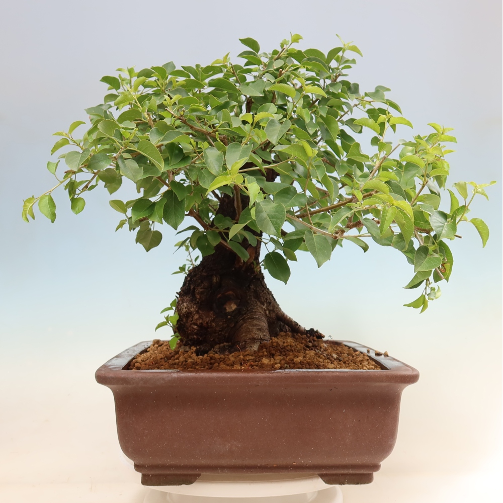 Bonsai da esterno - Mahalebka - Prunus mahaleb