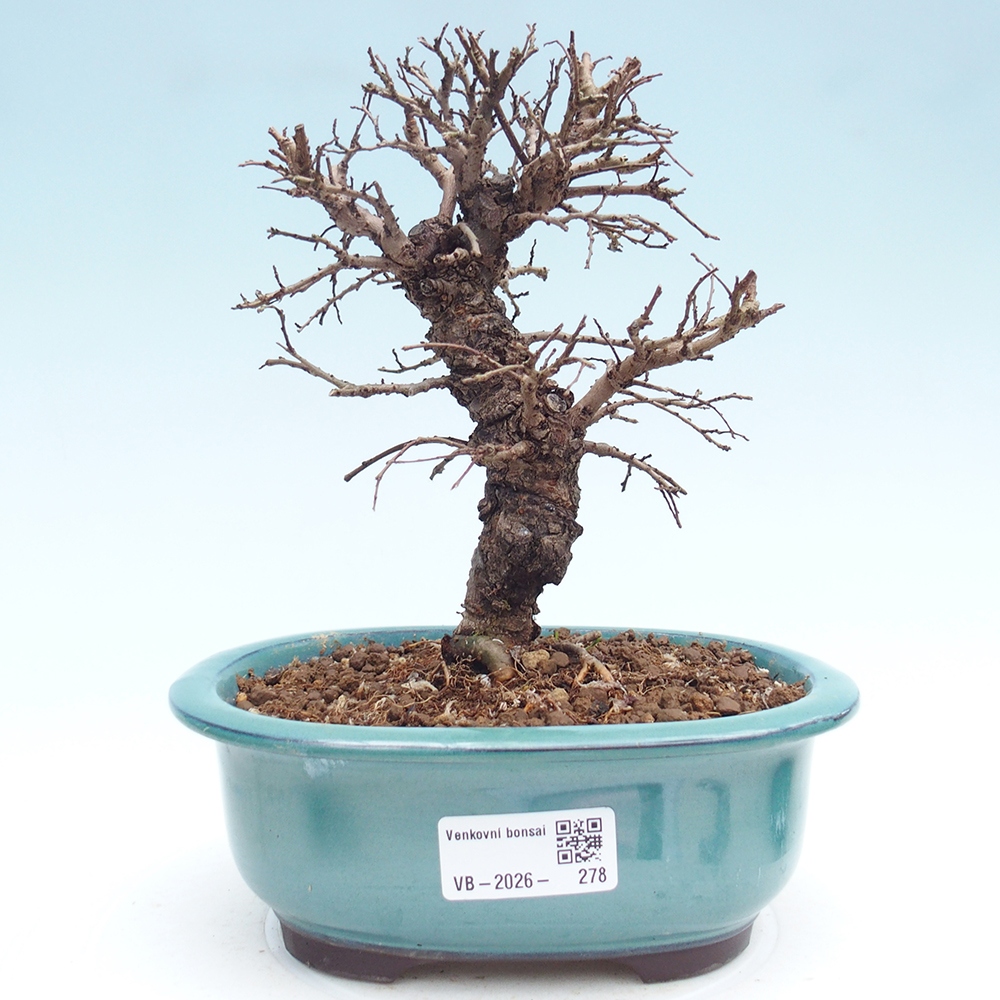 Bonsai da esterno - Zelkova - Zelkova NIRE