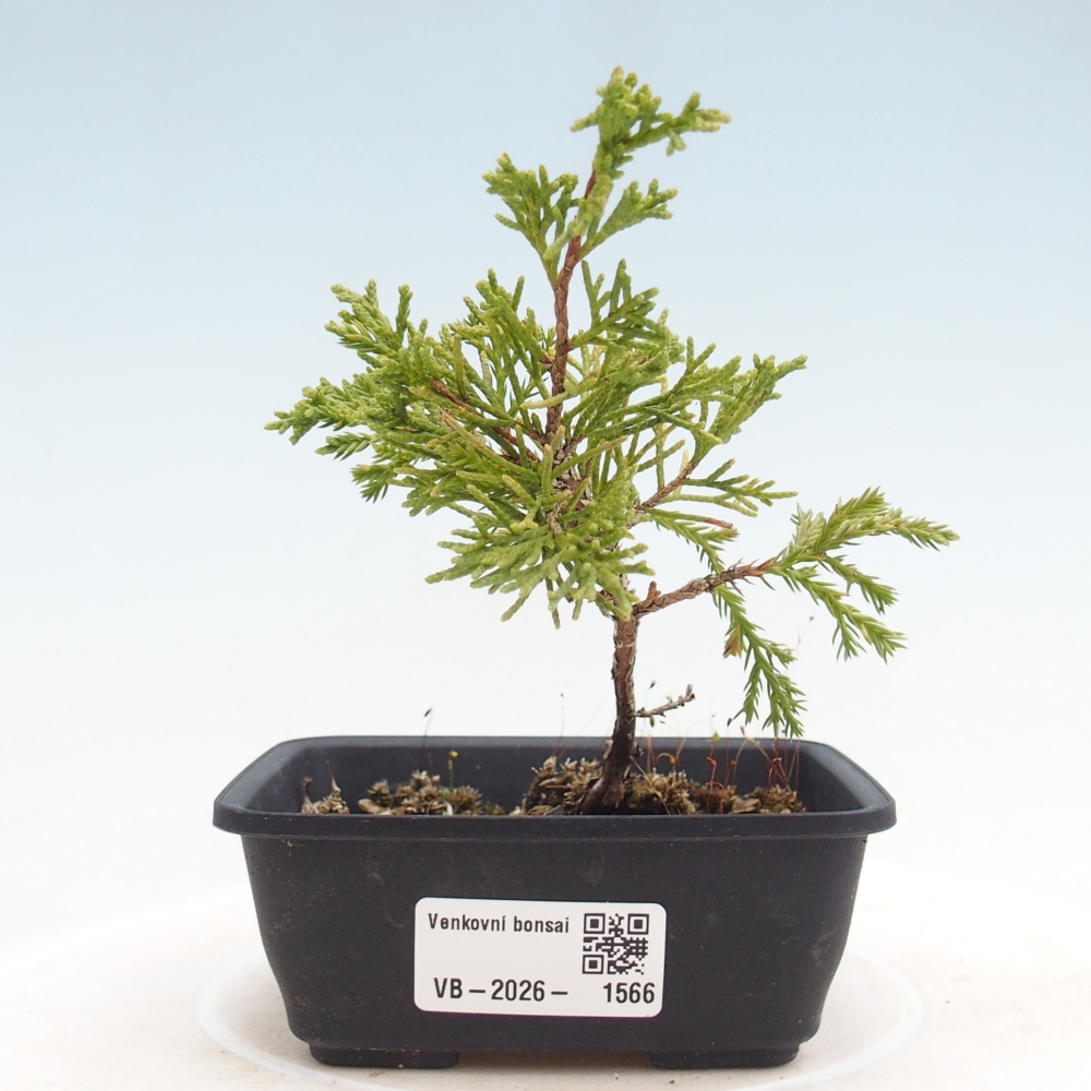 Bonsai da esterno - Juniperus chinensis Itoigawa