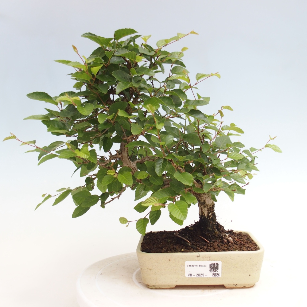 Bonsai da esterno -Carpinus CARPINOIDES - Carpino coreano