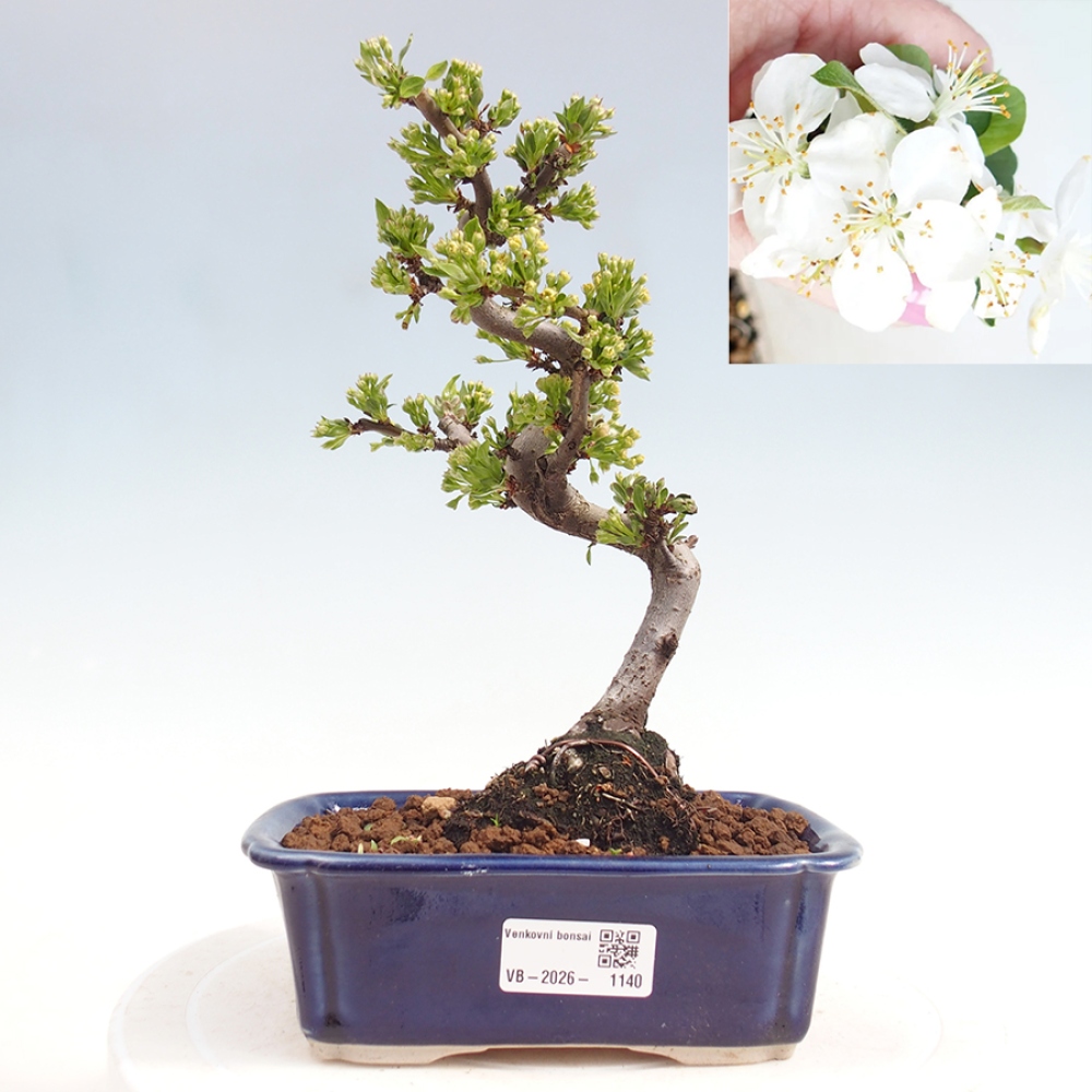 Bonsai da esterno - Malus sargentii - Melo a frutto piccolo