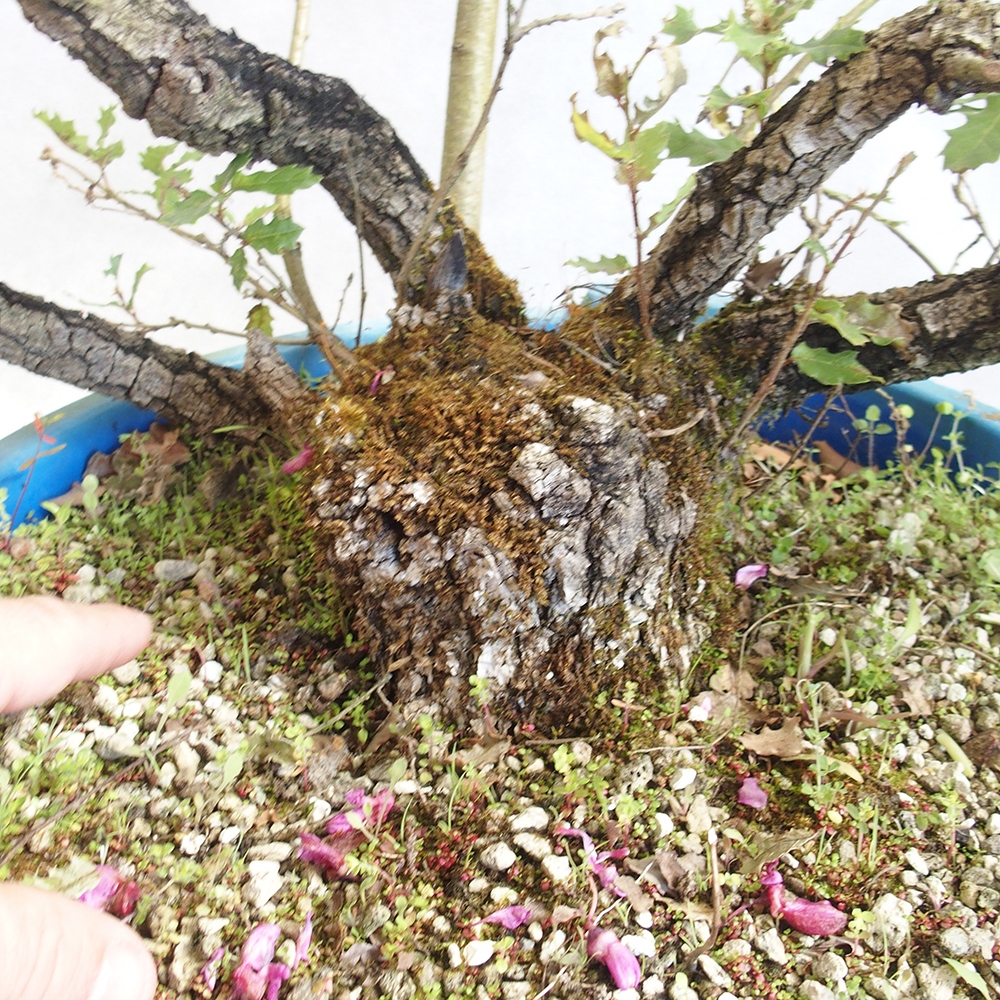 Bonsai da esterno Quercus Cerris - Quercia Cer