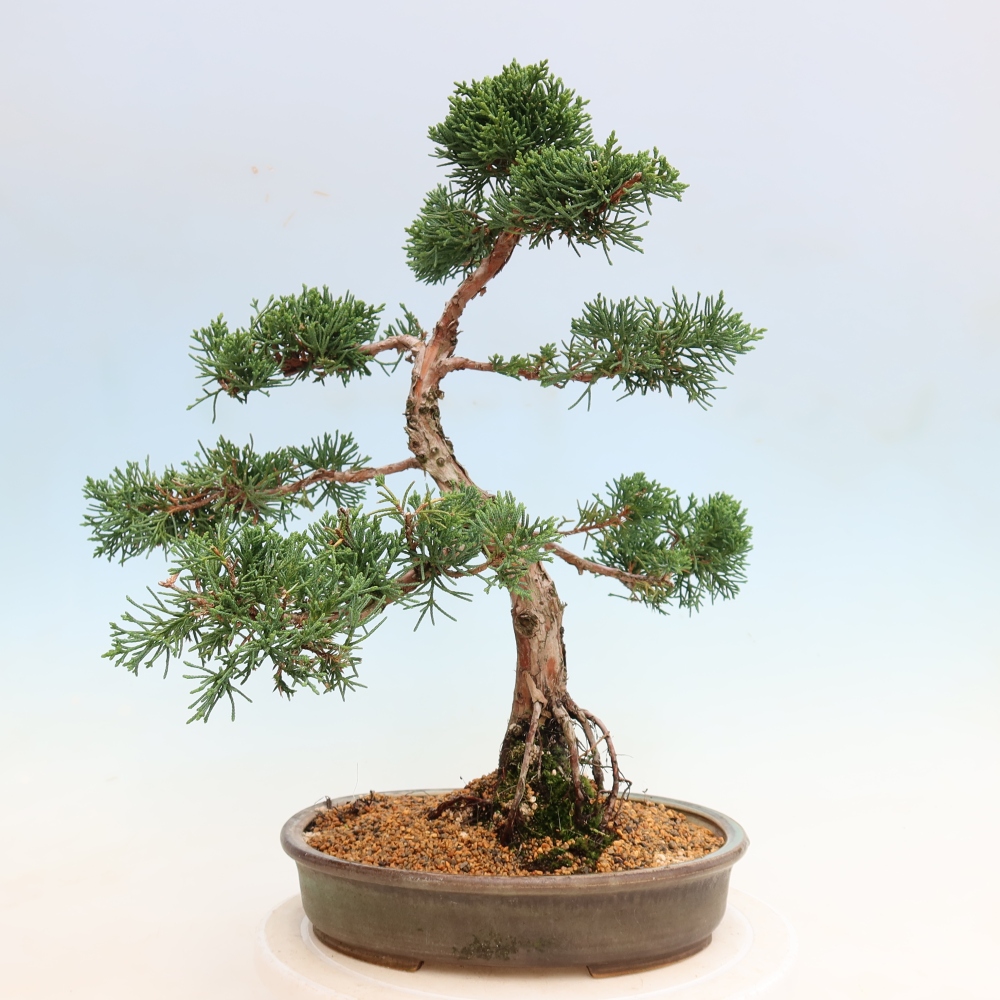 Bonsai da esterno - Juniperus chinensis Kishu
