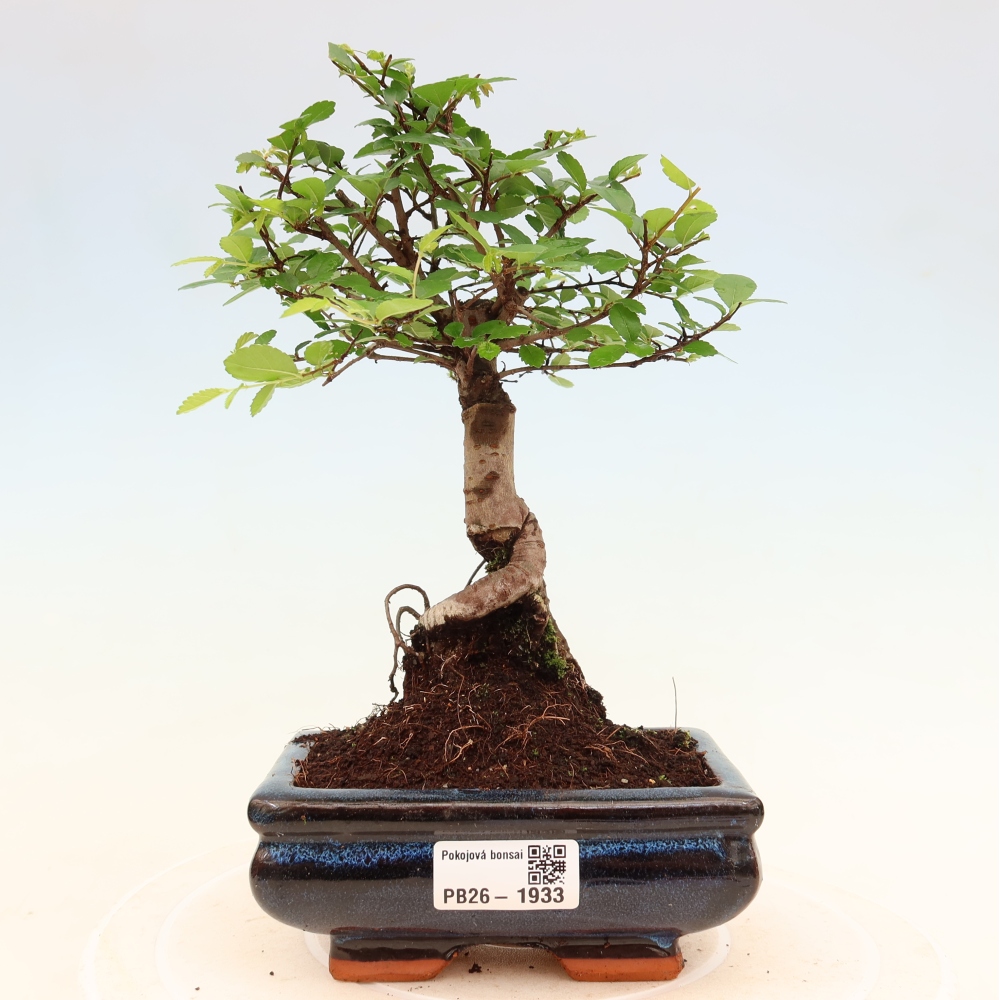 Camera bonsai - Ulmus parvifolia - Olmo a foglie piccole