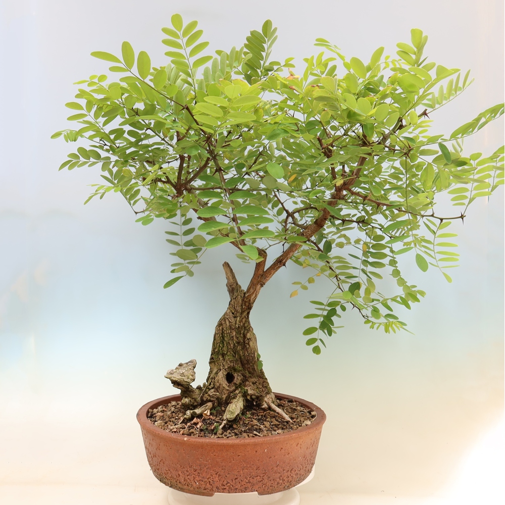 Bonsai da esterno - Acacia spinosa - Robinia pseudoacacia