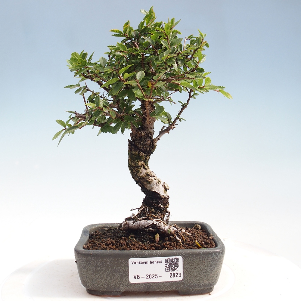Bonsai da esterno - Zelkova - Zelkova NIRE