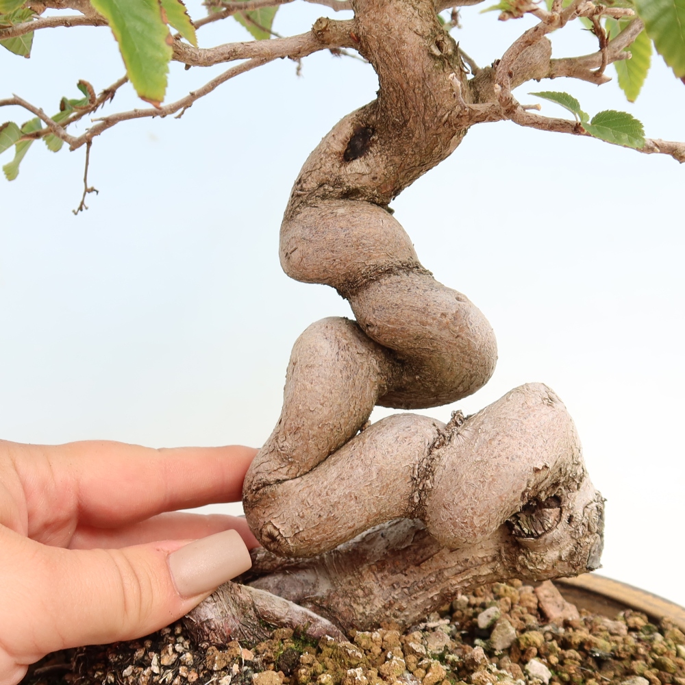 Bonsai da esterno -Carpinus CARPINOIDES - Carpino coreano