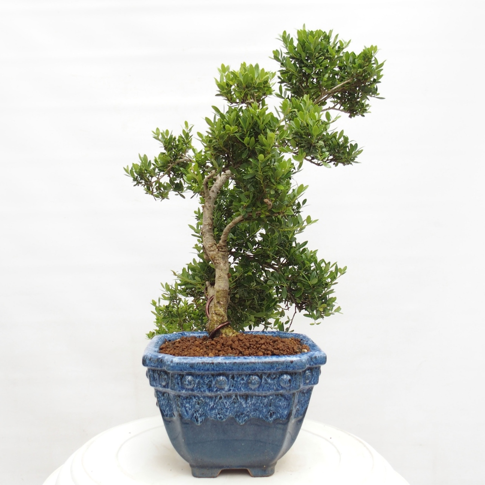 Camera bonsai - Ilex crenata - Agrifoglio