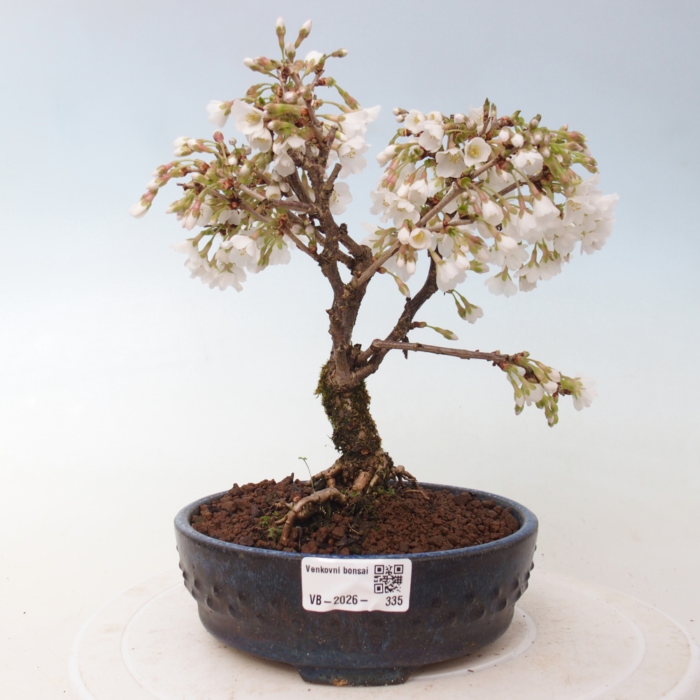 Bonsai da esterno - Prunus incisa Kojou-no mai-Plivon ritagliato