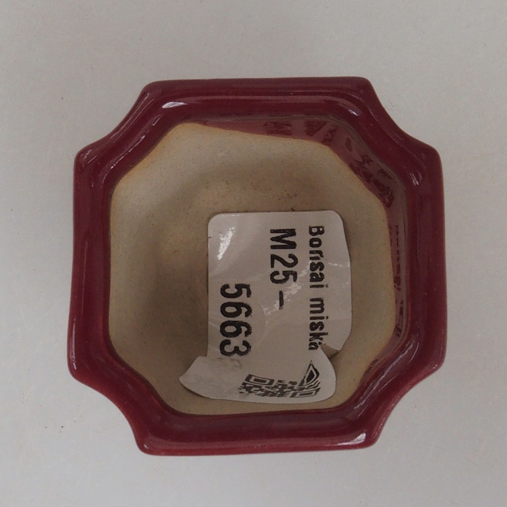 Mini bonsai 4 x 4 x 3,5 cm, bordeaux