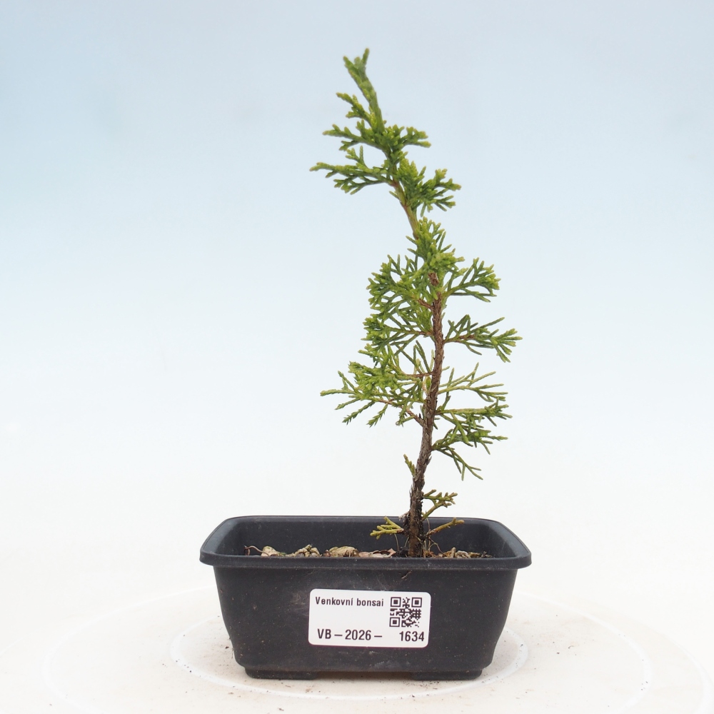 Bonsai da esterno - Juniperus chinensis Itoigawa