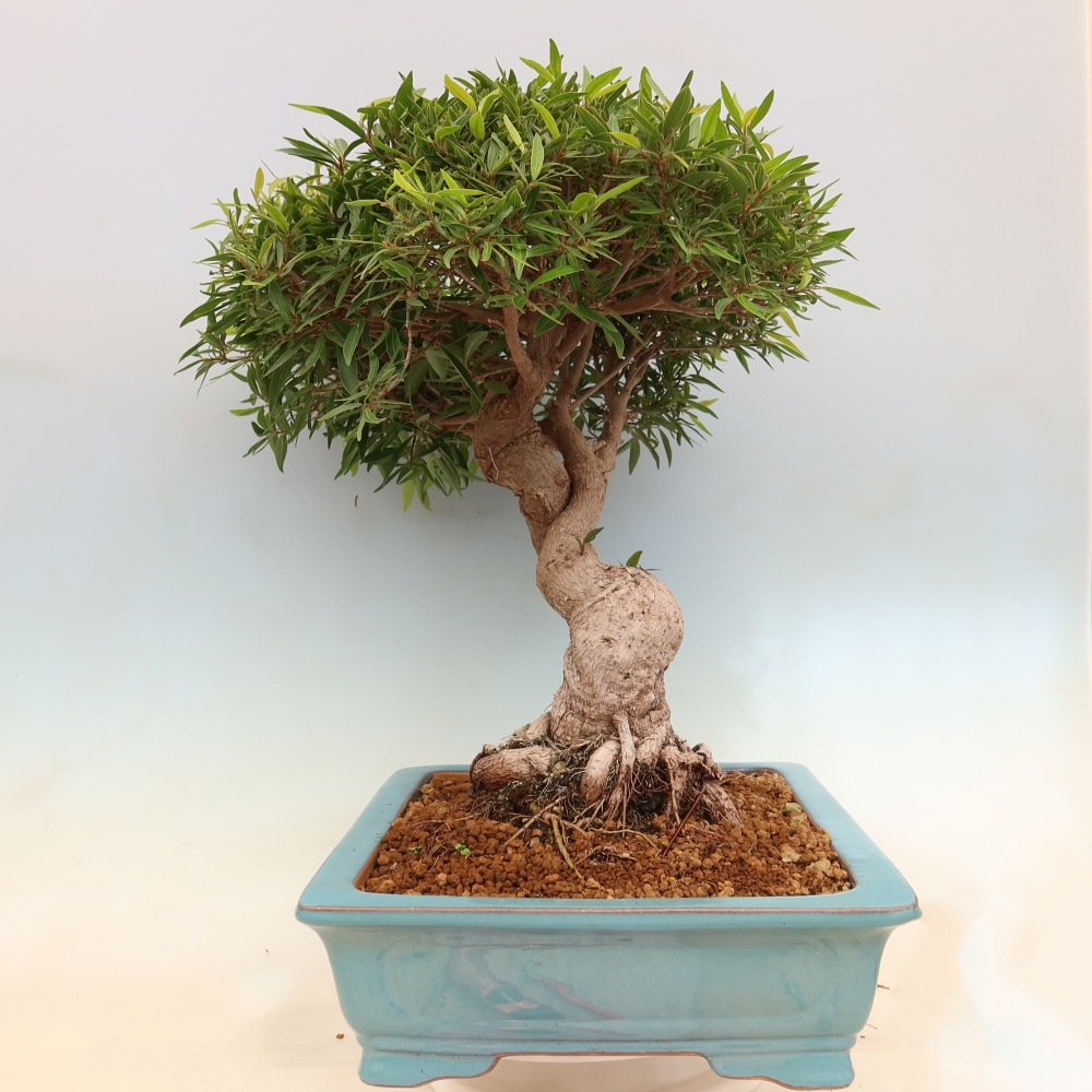 Camera bonsai - Ficus nerifolia - ficus a foglie piccole