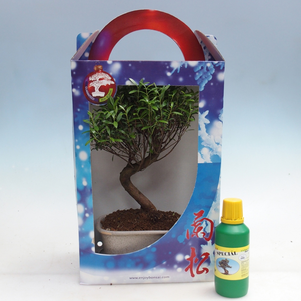 Bonsai da interno in confezione regalo Syzygium - Albero del pimento
