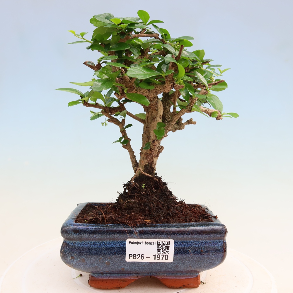 Camera bonsai - Carmona macrophylla - Tea fuki