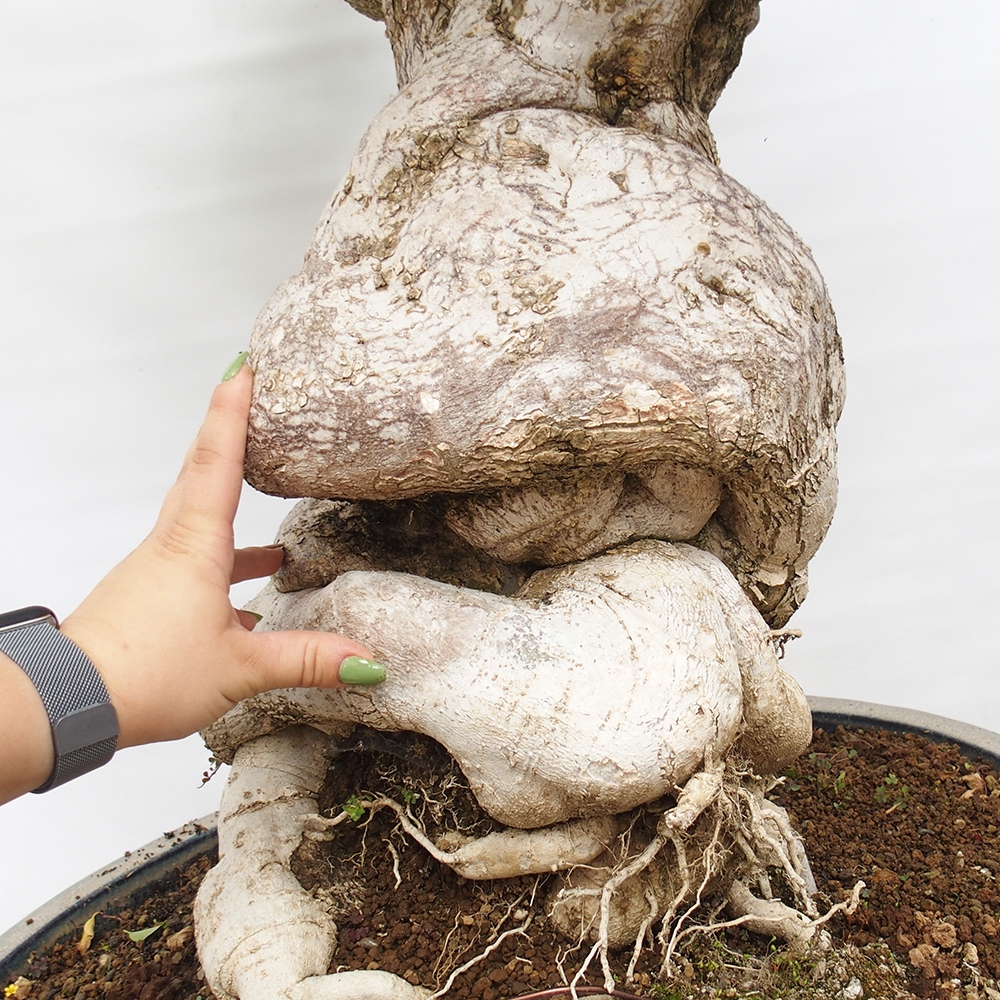 Camera bonsai - Bouganwilea